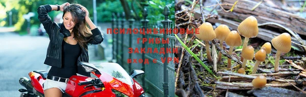 каннабис Новозыбков