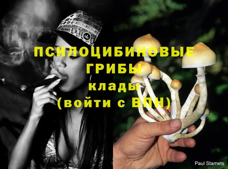 Псилоцибиновые грибы Psilocybe Кяхта